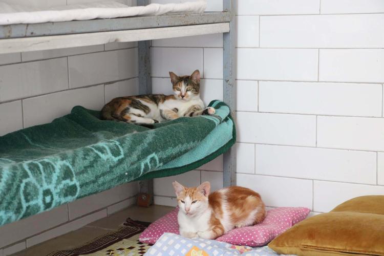 ORMAN VE ANIZ YANGINLARINDA MİLYONLARCA CANLI KAYBI YAŞANIYOR