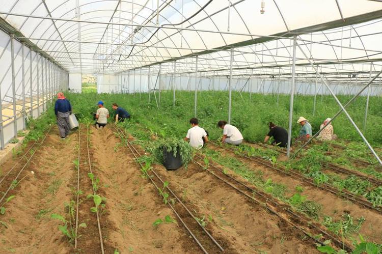 KARADENİZE KESME ÇİÇEKÇİLİK TİCARET MERKEZİ KURMAYI HEDEFLİYORUZ