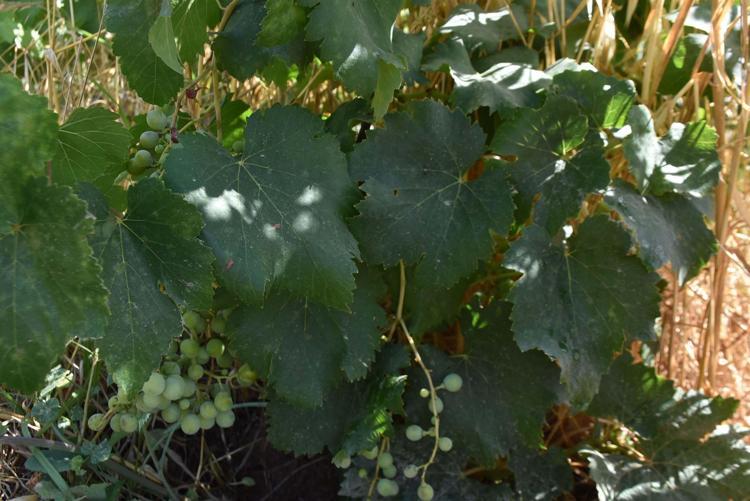 EN ÇOK KİRAZIN ETKİLENDİĞİNİ GÖRDÜK