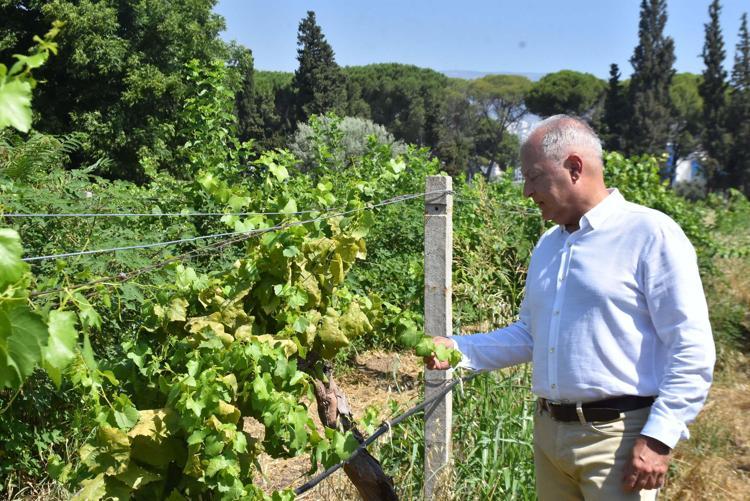 BİTKİ YAPRAKLARINDA PÖRSÜME VE KURUMA