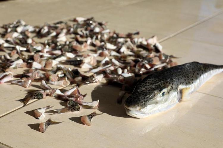 30 BALIKÇI, 16 BİN 552 BALON BALIĞI