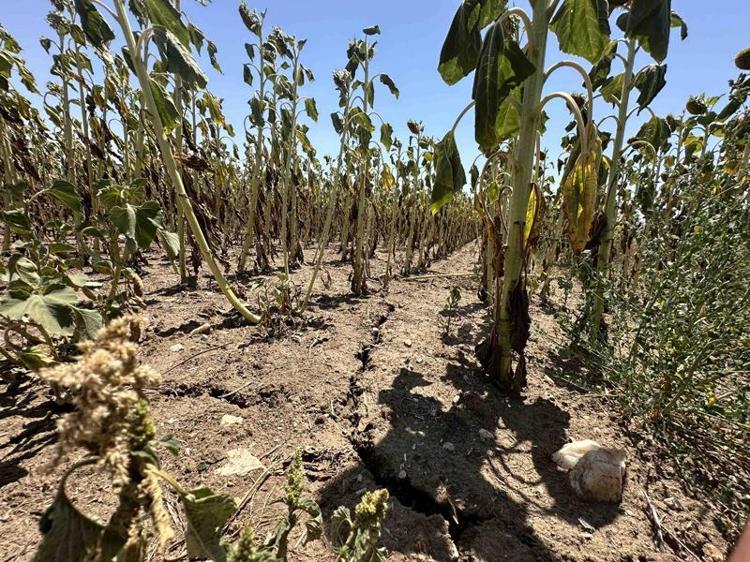 EKİM DÖNEMİNİN ÖNE ÇEKİLMESİNDE FAYDA VAR