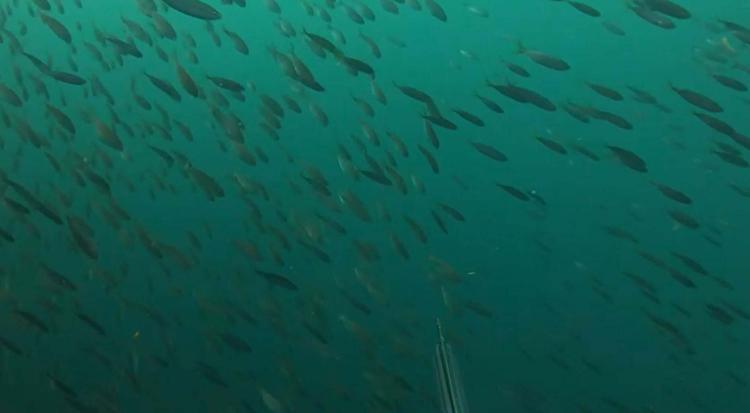 PALAMUT POPÜLASYONUNDA CİDDİ DÜŞÜŞ OLABİLİR