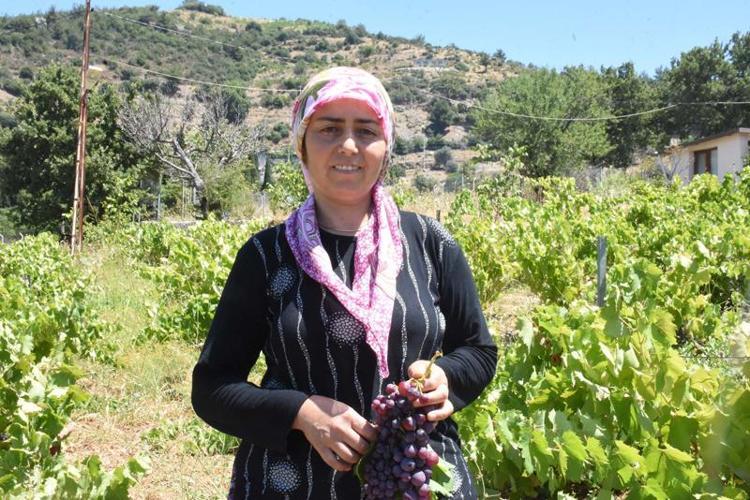 TANE OLMASI GEREKİRKEN BAĞDAN SALKIM KOPARIYORUZ