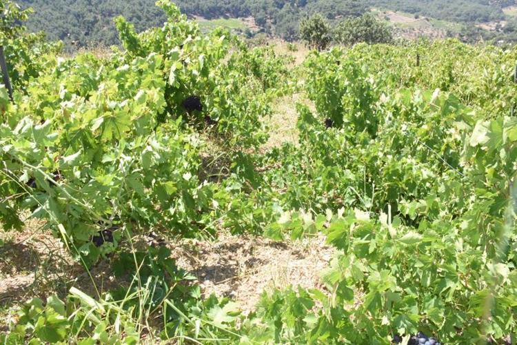 TEMMUZDA SICAKLIK ARTARSA ÜZÜM BOZULABİLİR