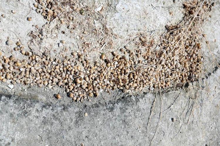 GÖLÜN DİRENCİ KALMAMIŞ