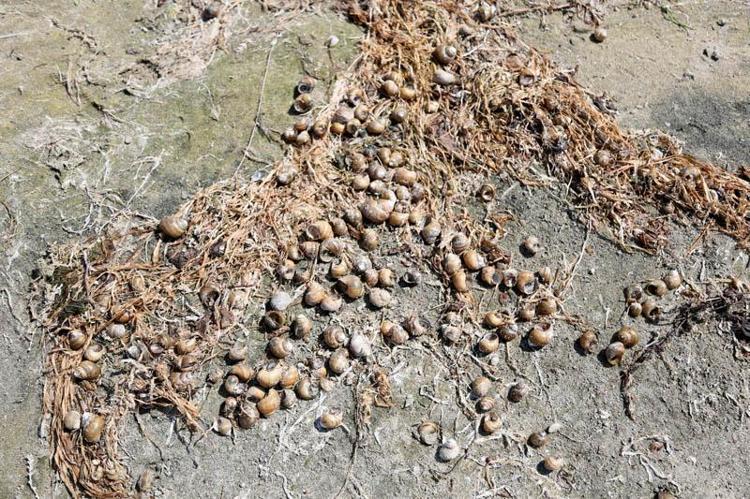 GÖLÜ TEMİZLEYEN CANLILAR