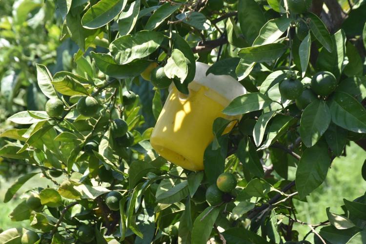 İZMİRDE TÜM ÜRÜNLERDE AKDENİZ MEYVE SİNEĞİ GÖRÜLÜYOR