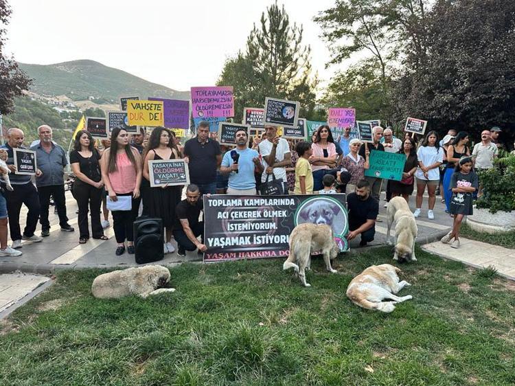 ‘BURADA SOKAK HAYVANLARI ÖZGÜR’