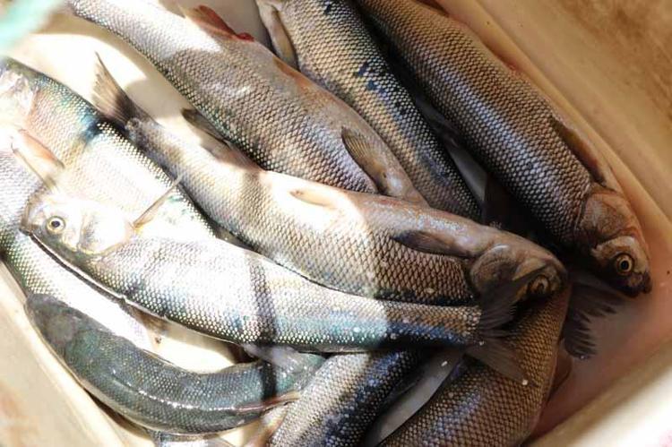 AVCILIK KIŞ AYLARINDA YAPILIYOR