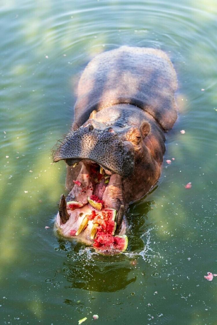 HAYVANLAR YESİN İSTEDİM