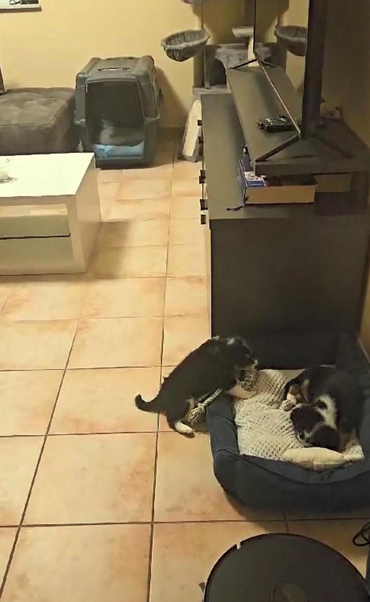 HİÇBİR CANLI OYUNCAK VEYA EŞYA DEĞİLDİR