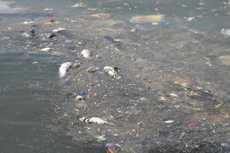 ÖLÜ BALIKLARLA İLGİLİ İNCELEME BAŞLATILDI