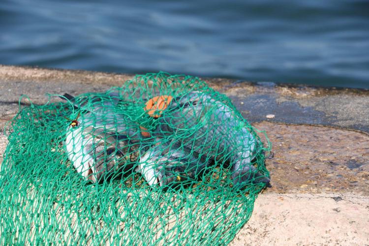 İZMİR İL TARIM VE ORMAN MÜDÜRLÜĞÜNDEN AÇIKLAMA