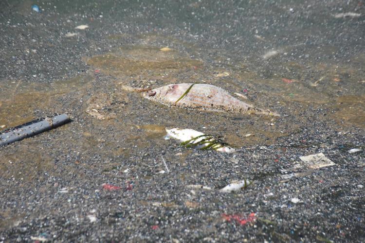 BU YIL KÖRFEZE MÜTHİŞ BİR KİRLİLİK GİRİYOR