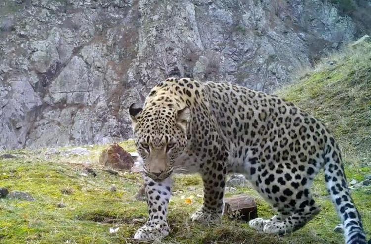 2020DE İLK KEZ FOTOKAPANLA GÖRÜNTÜLENDİ