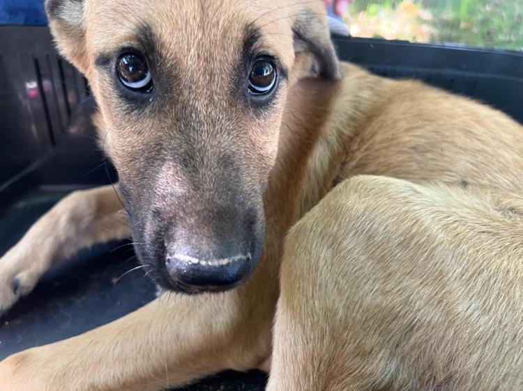 YEDİEMİN OLARAK HEPADA VERİLDİ