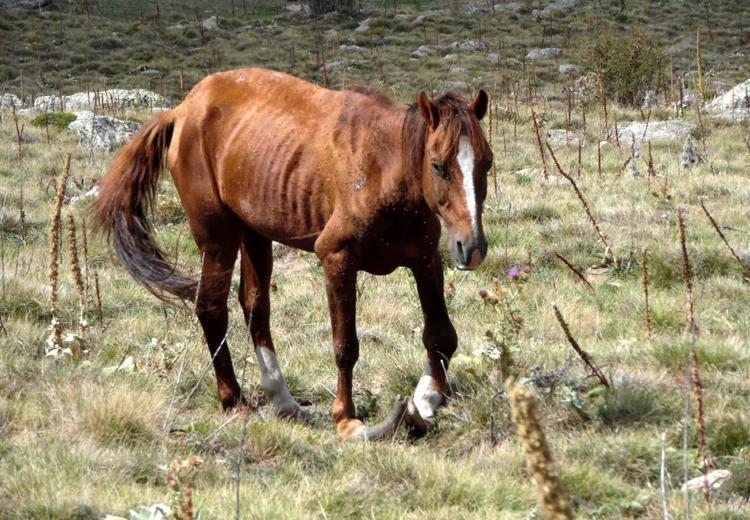 YEĞENİ İLE YARDIMA KOŞTU