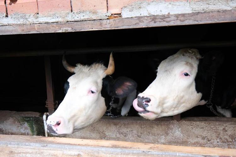 ‘BU İŞİ YAPACAKLAR ÇOK KARARLI OLMALI’