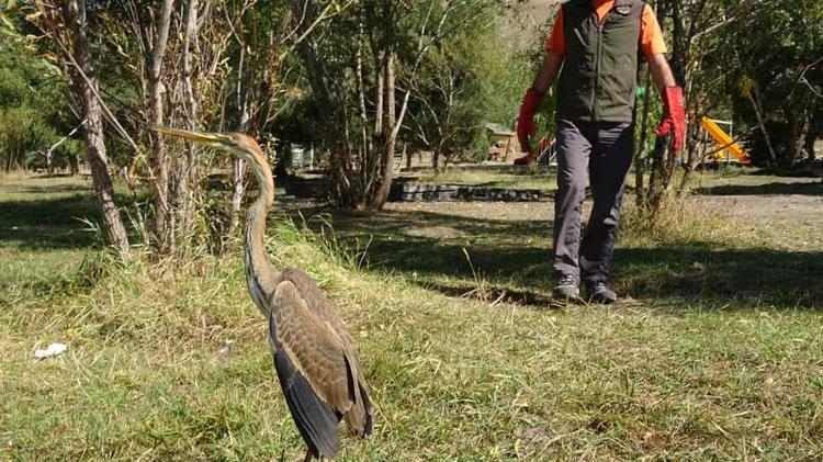 TÜRÜ TÜKENMEK ÜZERE OLAN KUŞLARDAN