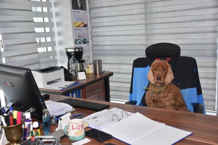 BİRÇOK KİŞİYE HAYVAN SEVGİSİNE AŞILADIK