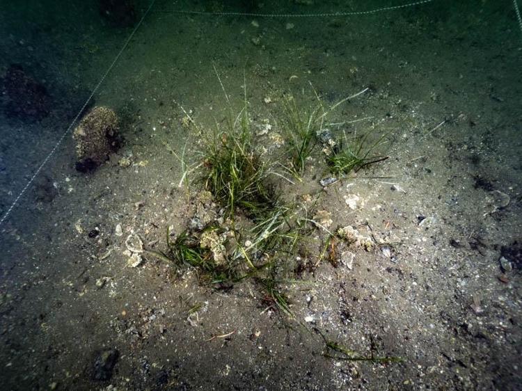 ‘TROPİK ORMANLARDAN 35 KAT FAZLA KARBON TUTUYOR’