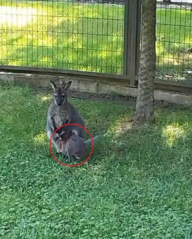 3 AY DAHA ANNE SÜTÜ İLE BESLENECEK