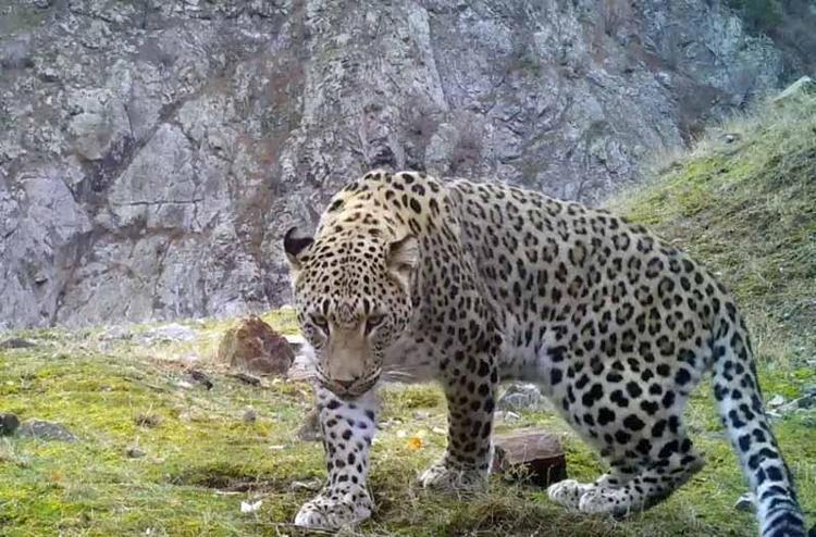 ŞIRNAKTA DA GÖRÜLMÜŞTÜ