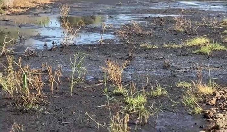 ATIKLAR İZMİR KÖRFEZİNE DE ULAŞIYOR