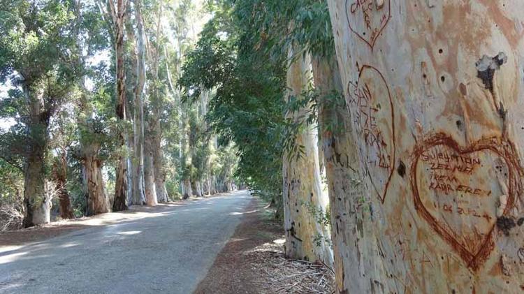 BAZI AĞAÇLARIMIZDA KANSER OLUŞTU