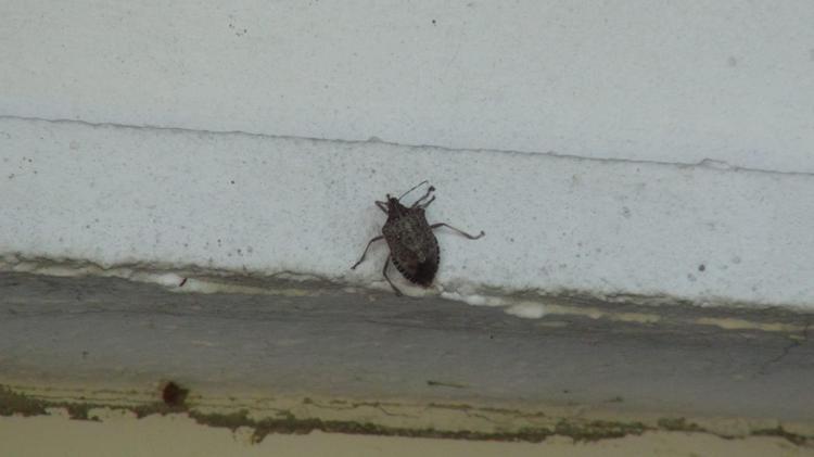 DUVARLARA YAPIŞIYOR