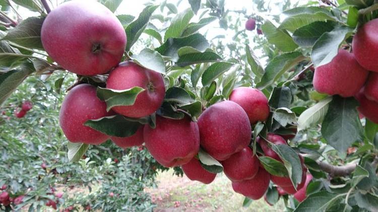 100-110 BİN TON ARASINDA GENEL REKOLTE VAR