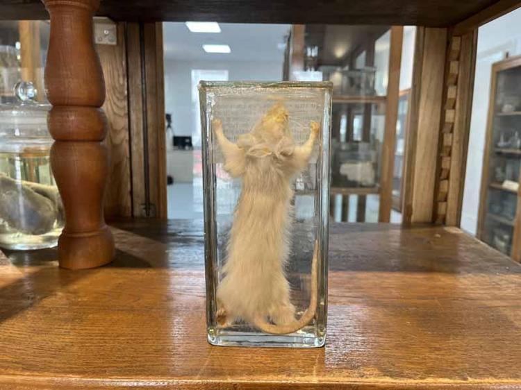 NESİLDEN NESLE AKTARILMASINI SAĞLIYORUZ