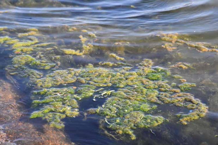 KIŞIN AZALACAK, İLKBAHARDA YİNE ARTACAK