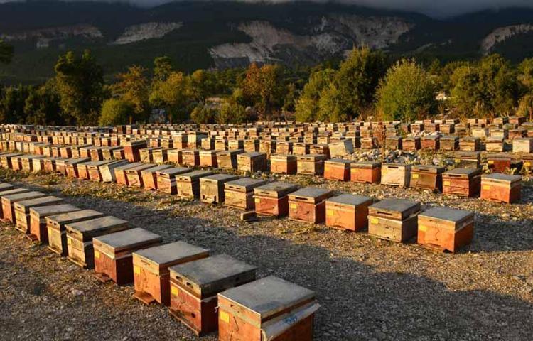 C4 ŞEKER ORANI EN DÜŞÜK BAL