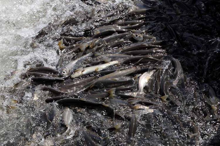 BALIK MİKTARINDA AZALMA OLDUĞUNU GÖRDÜK