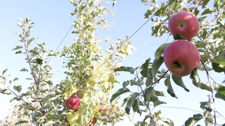 ELMANIN YÜZDE 100’Ü SATILIYOR