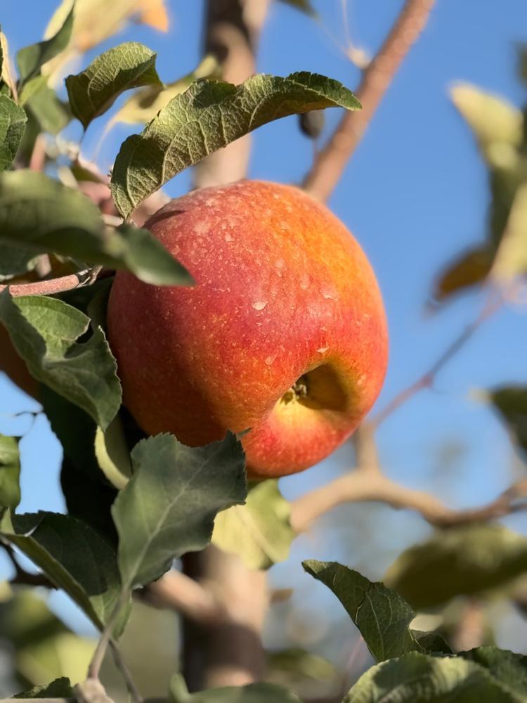 TÜRKİYE, ÜRETİMDE DÜNYA DÖRDÜNCÜSÜ