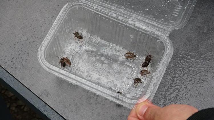 BİTKİ ÜZERİNDE KALICI BİR ETKİ BIRAKMIYOR