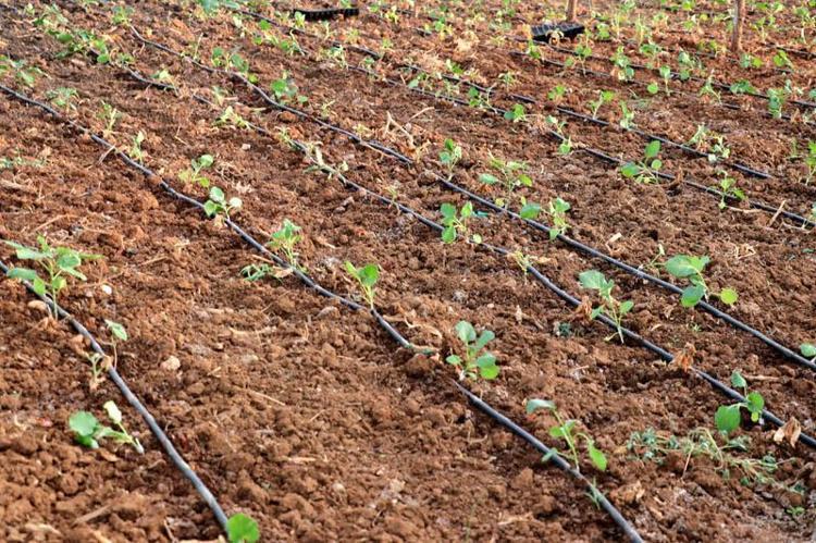 ÇAYDAN SULAMA YAPTIĞIM İÇİN ÜRÜNLERİM OLMADI