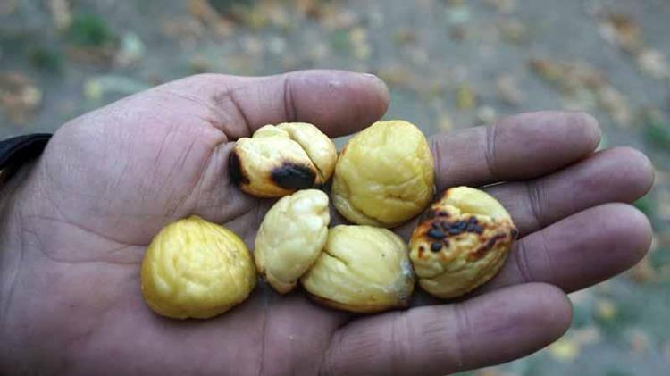 TAMAMEN HER ŞEY DOĞAL