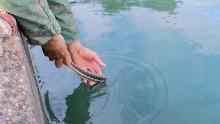 AĞLARIMIZA GELENLERİ SALIYORUZ