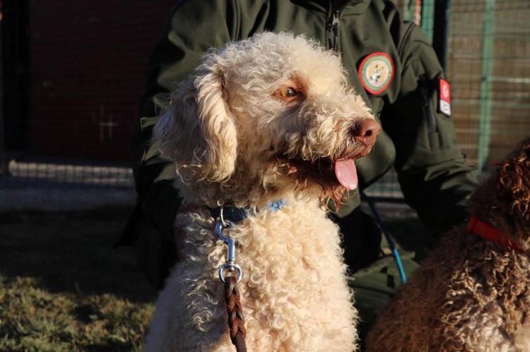 TRÜF BULAN KÖPEKLER EĞİTTİK