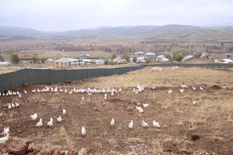 ‘TAVUKLARI DOĞAL ORTAMDA BESLİYORUM’