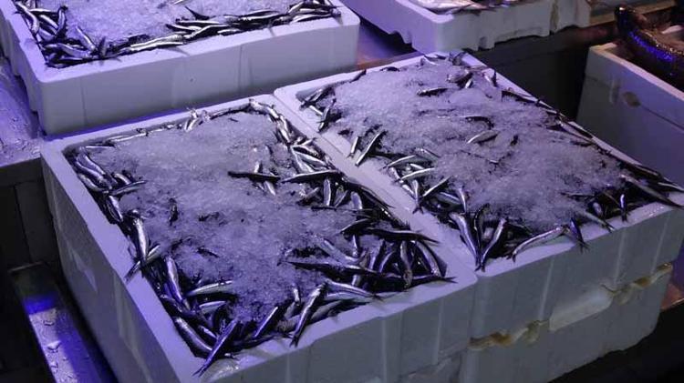 BALIK FİYATLARI UYGUN