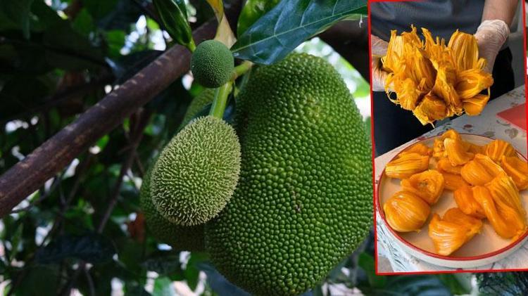 5 yıl önce Vietnam'dan getirttiği jackfruit meyvesini Türkiye'de yetiştirmeyi başardı