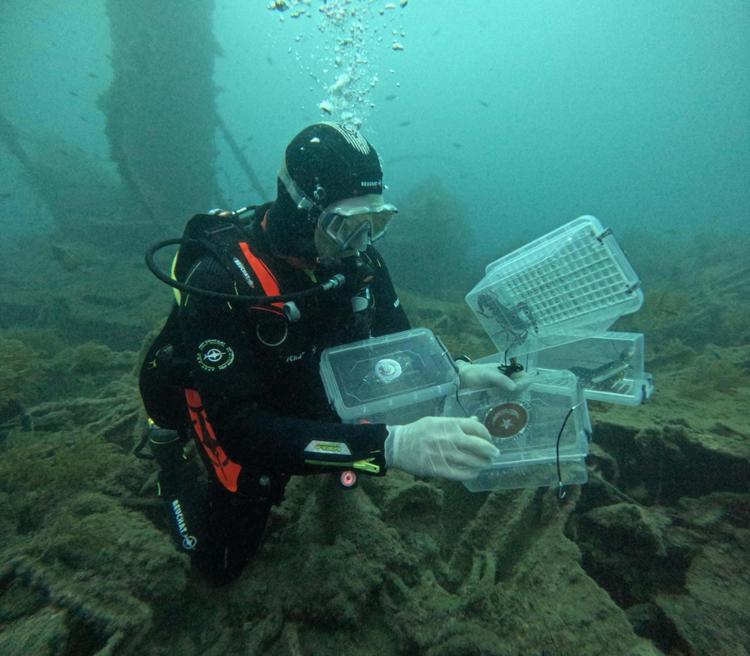 VAHŞİ AVCILIK SONUCUNDA CİDDİ TÜKENME RİSKİNDELER