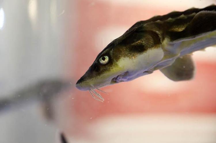 ‘MERSİN BALIĞINDAN VERİMLİ VE YETERİ SAYIDA ANAÇ ELDE ETTİK’