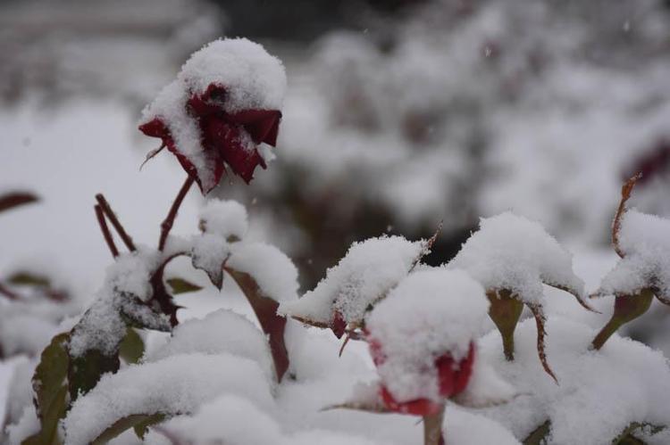 650 KOYUN KURTARILDI