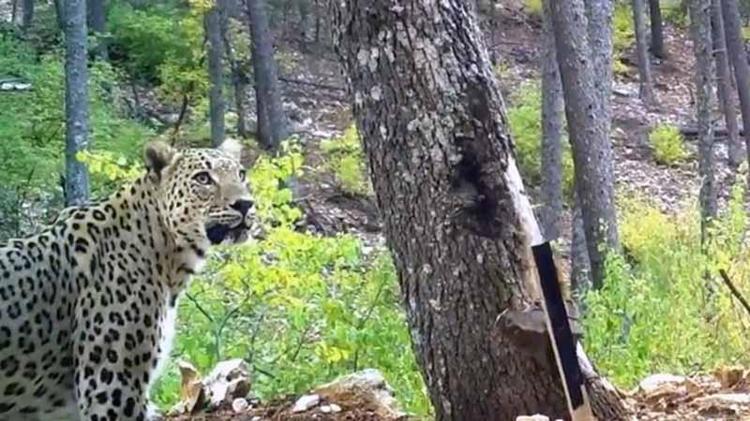 DİŞİSİ, AKRABASI VE YAVRU OLDUĞU DÜŞÜNÜLÜYOR